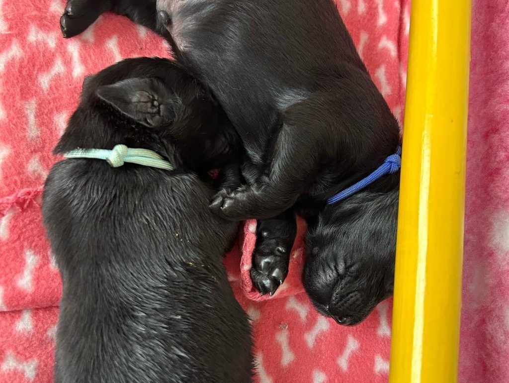 Welpenkuscheln